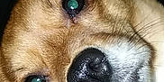 Ruby joined the competition — help win amazing prizes! dog, close_up, pet, animal, face, nose, ears, whiskers, fur, eyes, indoor, television, blurred_background, canine, cute, looking_at_camera, portrait, domestic_animal, mammal, companion