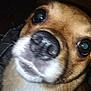 Ruby joined the competition — help win amazing prizes! dog, close_up, pet, animal, brown_fur, white_fur, nose, eyes, face, curious, indoor, canine, portrait, looking, whiskers, snout, muzzle, fur, domestic_animal, companion