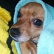 Ruby is registered to the contest to win money with this photo: dog, blanket, wrapped, cozy, soft_texture, brown_fur, closeup, indoor, pet, cute, face, snout, paw, resting, comfort, animal, warm, fur, looking, expression