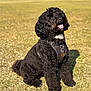 Lottie is registered to the contest to win money with this photo: dog, black_dog, curly_fur, sitting, grass, outdoor, sunlight, happy, tongue_out, pet, canine, harness, tag, nature, animal, park, daytime, cute, friendly, fur