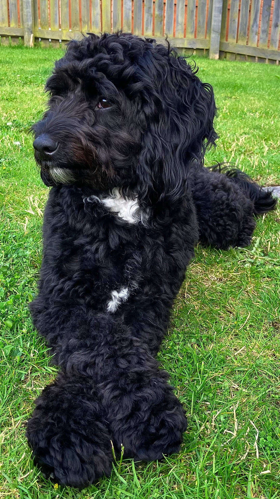 animal, black_dog, canine, curly_fur, dog, domestic_animal, fence, fluffy, garden, grass, lying_down, mammal, nature, outdoor, paw, pet, quiet, relaxed, side_view, white_patch