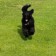 Lottie is registered to the contest to win money with this photo: dog, black_dog, running, grass, outdoor, happy, pet, animal, playing, joyful, active, nature, daylight, fur, canine, summer, energy, field, tongue_out, ears_flapping