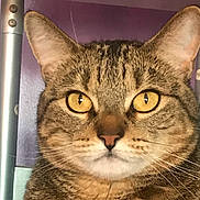 Chiquita joined the competition — help win amazing prizes! animal, cat, close_up, cute, domestic_cat, ears, face, feline, fur, indoor, looking, mammal, metal_pole, pet, portrait, purple_wall, tabby_cat, whiskers, yellow_eyes