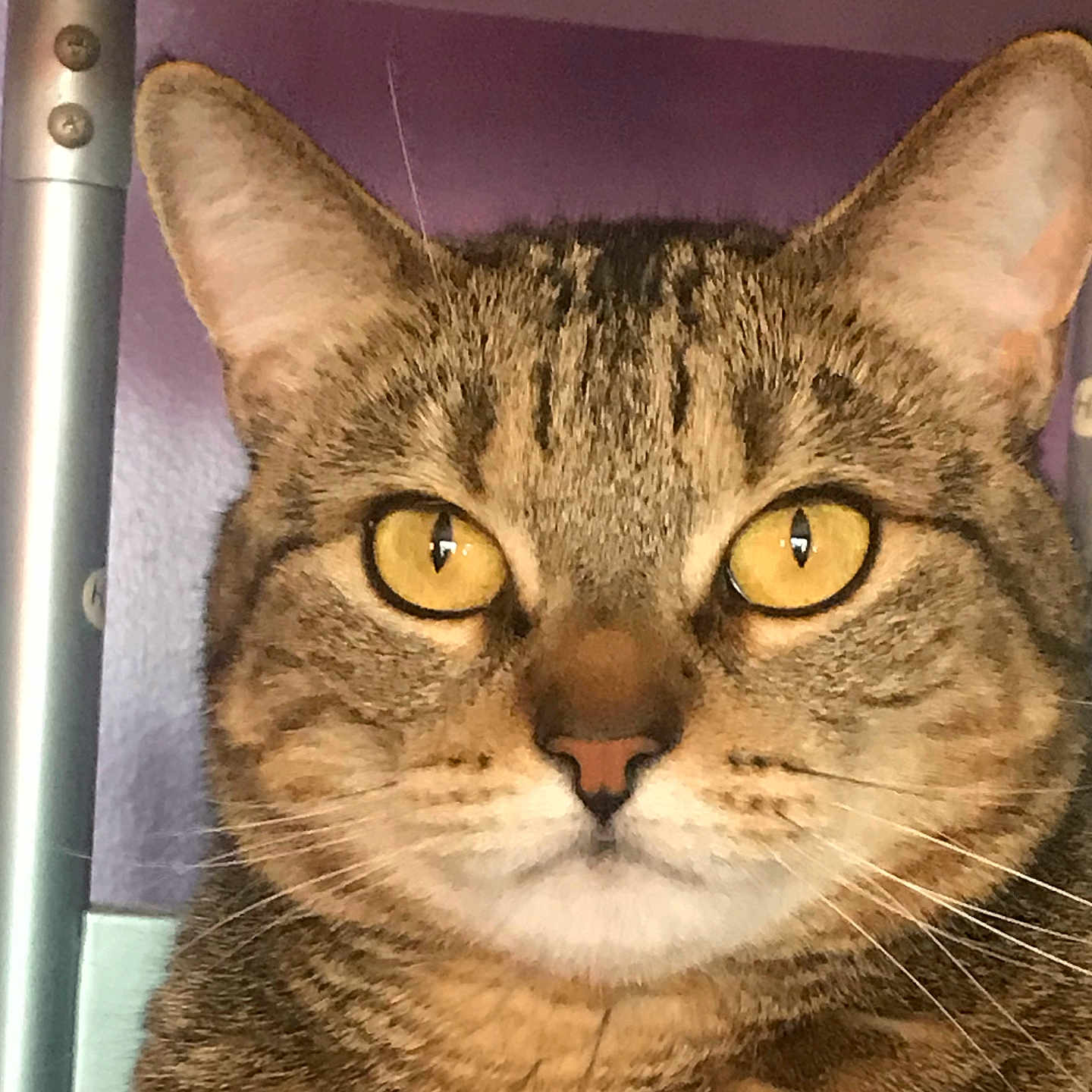 Chiquita