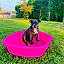 Jetta a rejoint le concours — aidez-le/la à gagner de superbes lots ! dog, brindle, pink_pool, water, grass, lawn, greenery, hedges, tree, outdoor, daylight, pet, canine, nature, sunlight, calm, animal, backyard, summer, play