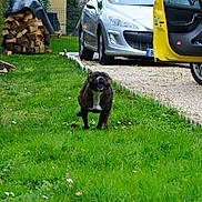 Jetta a rejoint le concours — aidez-le/la à gagner de superbes lots ! dog, grass, driveway, car, yellow_car, open_car_door, firewood, stacked_wood, suburban, outdoor, pet, running, greenery, hedge, fence, daylight, smiling_dog, animal, nature, recreation