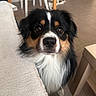 Azel participe au concours pour gagner de l'argent avec cette photo : animal, black, brown, canine, chair, closeup, couch, curious, dog, eyes, face, floor, fur, furniture, house, indoor, nose, pet, table, white