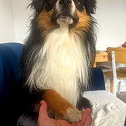 Azel a rejoint le concours — aidez-le/la à gagner de superbes lots ! animal, black, brown, companion, couch, cozy, dog, domestic, friendly, fur, furry, hand, human, indoor, interaction, paw, pet, relaxed, trust, white