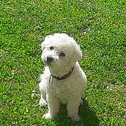 Gucchy participe au concours pour gagner de l'argent avec cette photo : adorable, animal, canine, collar, curious, curly_fur, cute, dog, fluffy, grass, greenery, nature, outdoor, park, pet, sitting, small_dog, summer, sunlight, white_dog