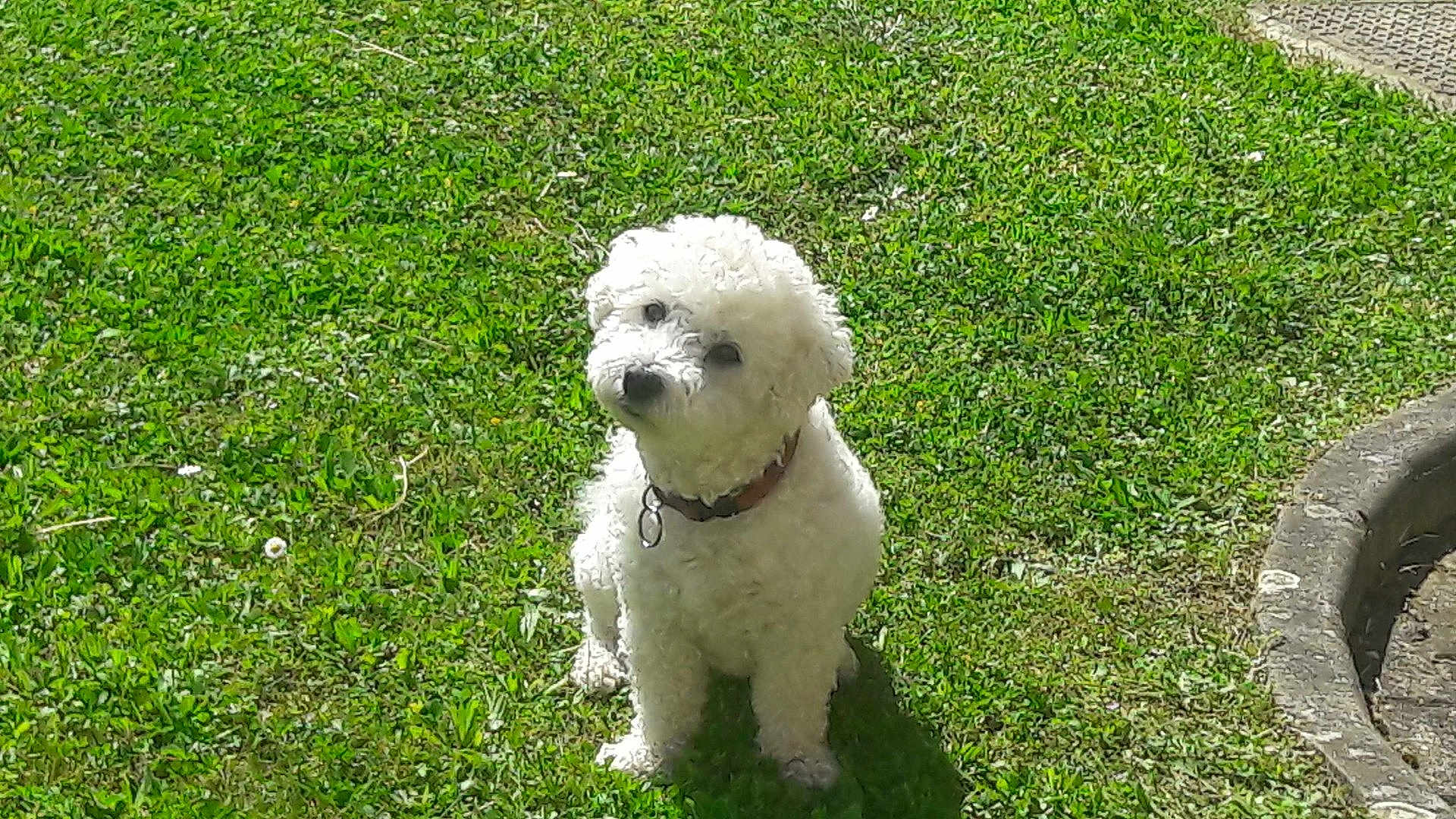 Gucchy participe au concours pour gagner de l'argent avec cette photo : adorable, animal, canine, collar, curious, curly_fur, cute, dog, fluffy, grass, greenery, nature, outdoor, park, pet, sitting, small_dog, summer, sunlight, white_dog