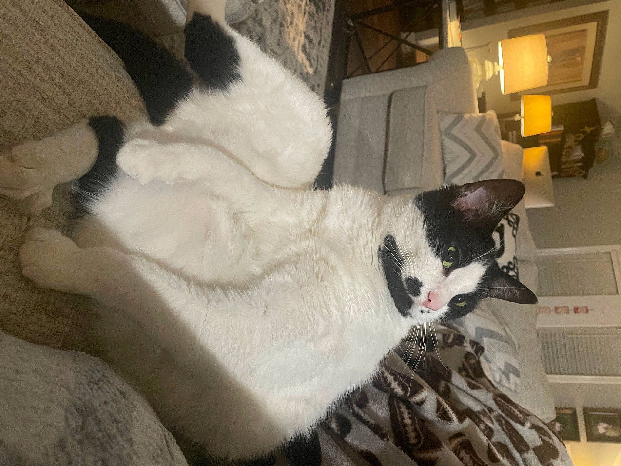 Felix joined the competition — help win amazing prizes! bedding, carnivore, cat, claw, comfort, domestic_short_haired_cat, felidae, flooring, fur, grey, human_leg, linens, nap, paw, room, small_to_medium_sized_cats, snout, tail, whiskers, wood