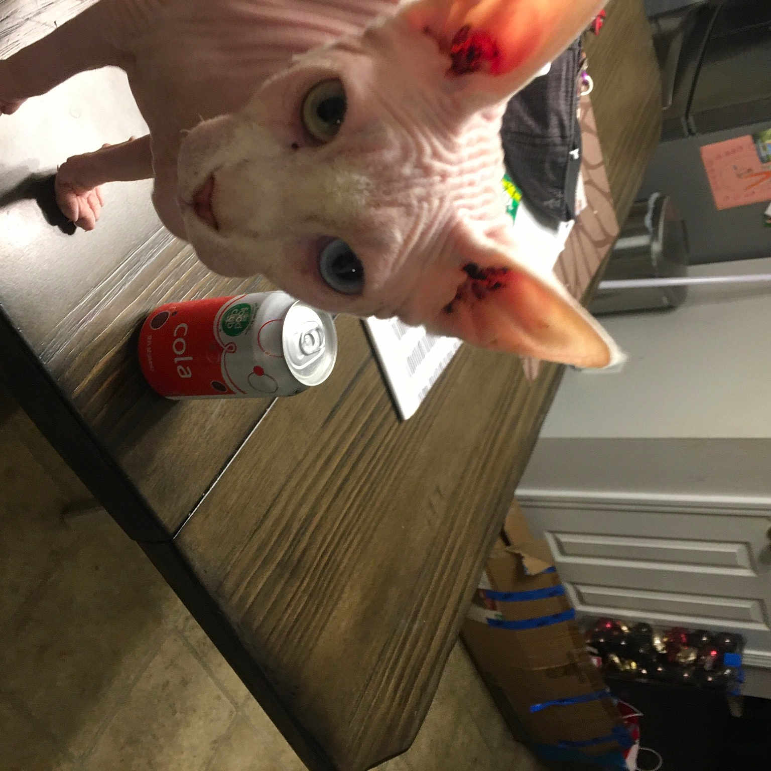 Ryamse joined the competition — help win amazing prizes! cabinetry, carmine, chest_of_drawers, drawer, eyewear, flesh, flooring, fun, fur, gesture, hardwood, jaw, nail, personal_protective_equipment, room, thumb, whiskers, wood