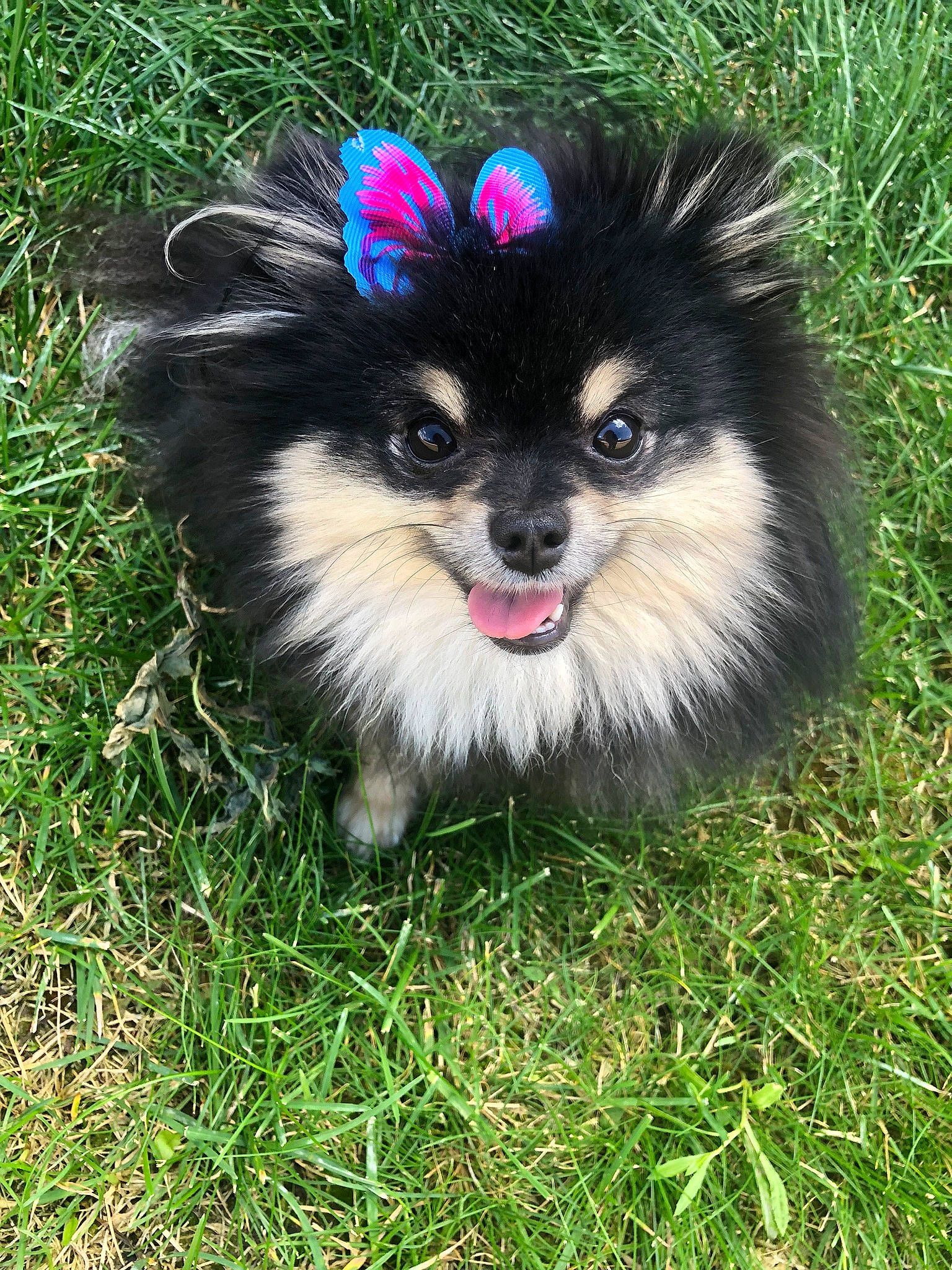 Wednesday is registered to the contest to win money with this photo: canidae, carnivore, companion_dog, dog, dog_breed, german_spitz, german_spitz_klein, german_spitz_mittel, grass, keeshond, mammal, pomeranian, puppy, rare_breed_dog, spitz, toy_dog, vertebrate