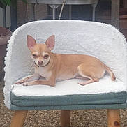 Sushi a rejoint le concours — aidez-le/la à gagner de superbes lots ! animal, bottle, chair, chihuahua, cushion, decor, dog, ears, face, fur, outdoor, pavement, pet, plant, relaxed, resting, shelf, small_dog, tan_color, wooden_legs