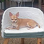 animal, bottle, chair, chihuahua, cushion, decor, dog, ears, face, fur, outdoor, pavement, pet, plant, relaxed, resting, shelf, small_dog, tan_color, wooden_legs