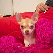 Sushi a rejoint le concours — aidez-le/la à gagner de superbes lots ! animal, blanket, chihuahua, cozy, cute, dog, ears, fur, hand, home, indoor, living_room, pet, pink_yarn, red_couch, relaxed, resting, small_dog, tan_dog, yarn