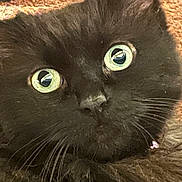 Mary Jane joined the competition — help win amazing prizes! cat, kitten, black_cat, close_up, face, eyes, whiskers, fur, pet, indoor, portrait, curious, wide_eyes, collar, charm, macro, fluffy, nose, gaze, playful