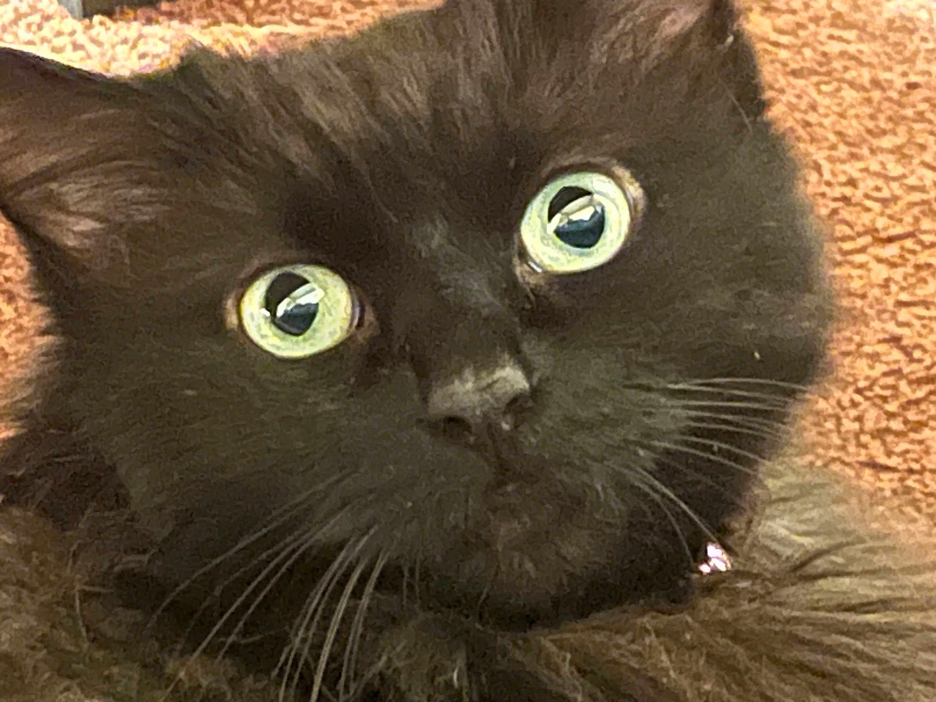 Mary Jane joined the competition — help win amazing prizes! cat, kitten, black_cat, close_up, face, eyes, whiskers, fur, pet, indoor, portrait, curious, wide_eyes, collar, charm, macro, fluffy, nose, gaze, playful