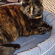 Kalem a rejoint le concours — aidez-le/la à gagner de superbes lots ! cat, tortoiseshell_cat, pet, feline, animal, fur, whiskers, yellow_eyes, ears, paws, tail, lying_down, lounging, blue_bed, cushion, indoor, home, portrait, closeup, relaxed