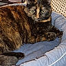 cat, tortoiseshell_cat, pet, feline, animal, fur, whiskers, yellow_eyes, ears, paws, tail, lying_down, lounging, blue_bed, cushion, indoor, home, portrait, closeup, relaxed