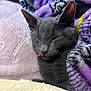 Salem joined the competition — help win amazing prizes! cat, gray_cat, sleeping, blanket, purple_blanket, soft_texture, pet, feline, collar, red_bell, cozy, resting, cute, close_up, indoor, comfortable, fur, whiskers, relaxed, nap