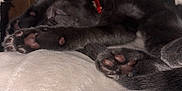Salem is registered to the contest to win money with this photo: cat, sleeping, black_cat, paw, pet_bed, cozy, indoor, feline, collar, resting, soft_texture, close_up, animal, cute, relaxed, fur, paw_pads, domestic_animal, bed, comfort
