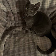 Salem joined the competition — help win amazing prizes! cat, gray_cat, pet, animal, feline, plaid_blanket, pattern, indoor, cute, sitting, looking_up, whiskers, tail, collar, fur, domestic_cat, cozy, soft, texture, resting