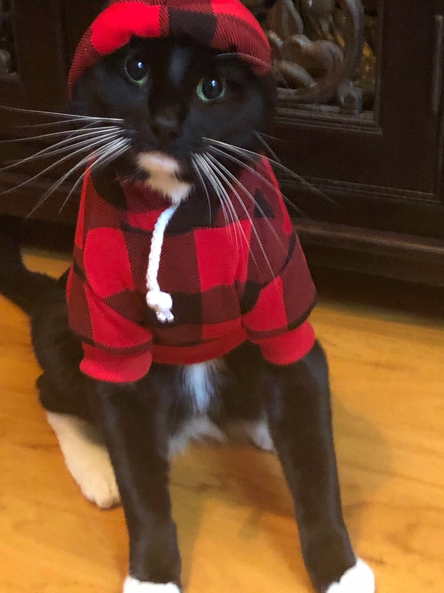 Bronx joined the competition — help win amazing prizes! black_cat, carnivore, cat, costume, fashion_accessory, felidae, formal_wear, fur, hat, headgear, small_to_medium_sized_cats, snout, suit, tail, tuxedo, whiskers