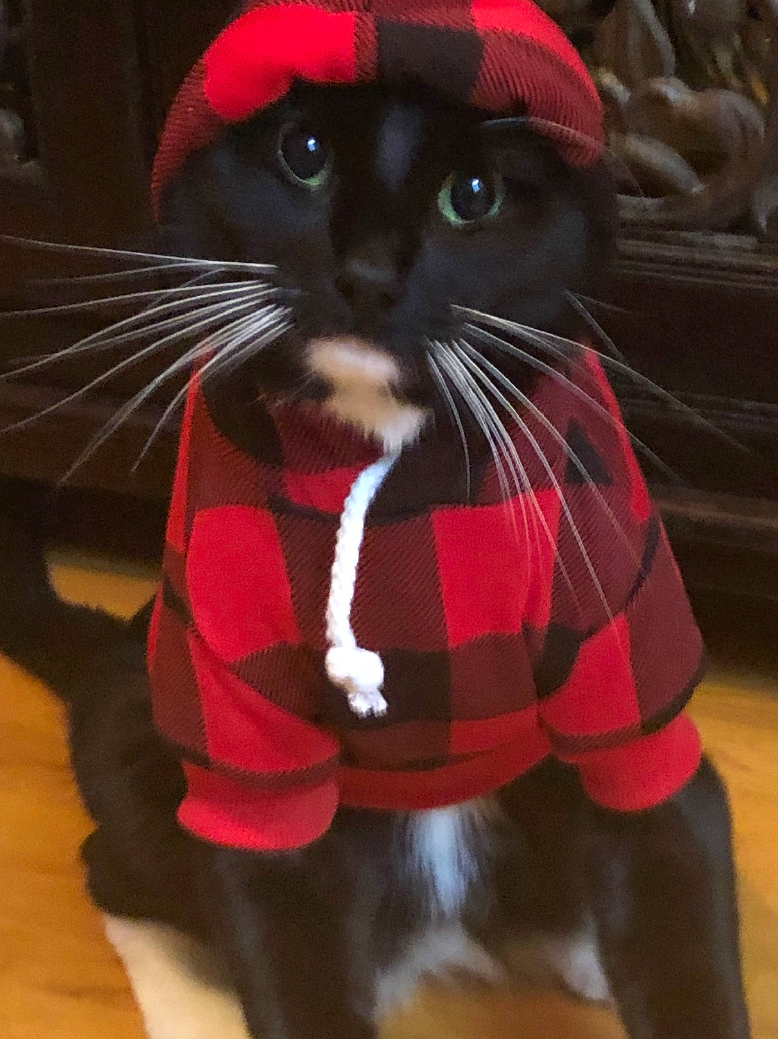 Bronx joined the competition — help win amazing prizes! asian, carnivore, cat, felidae, fur, hat, small_to_medium_sized_cats, snout, whiskers