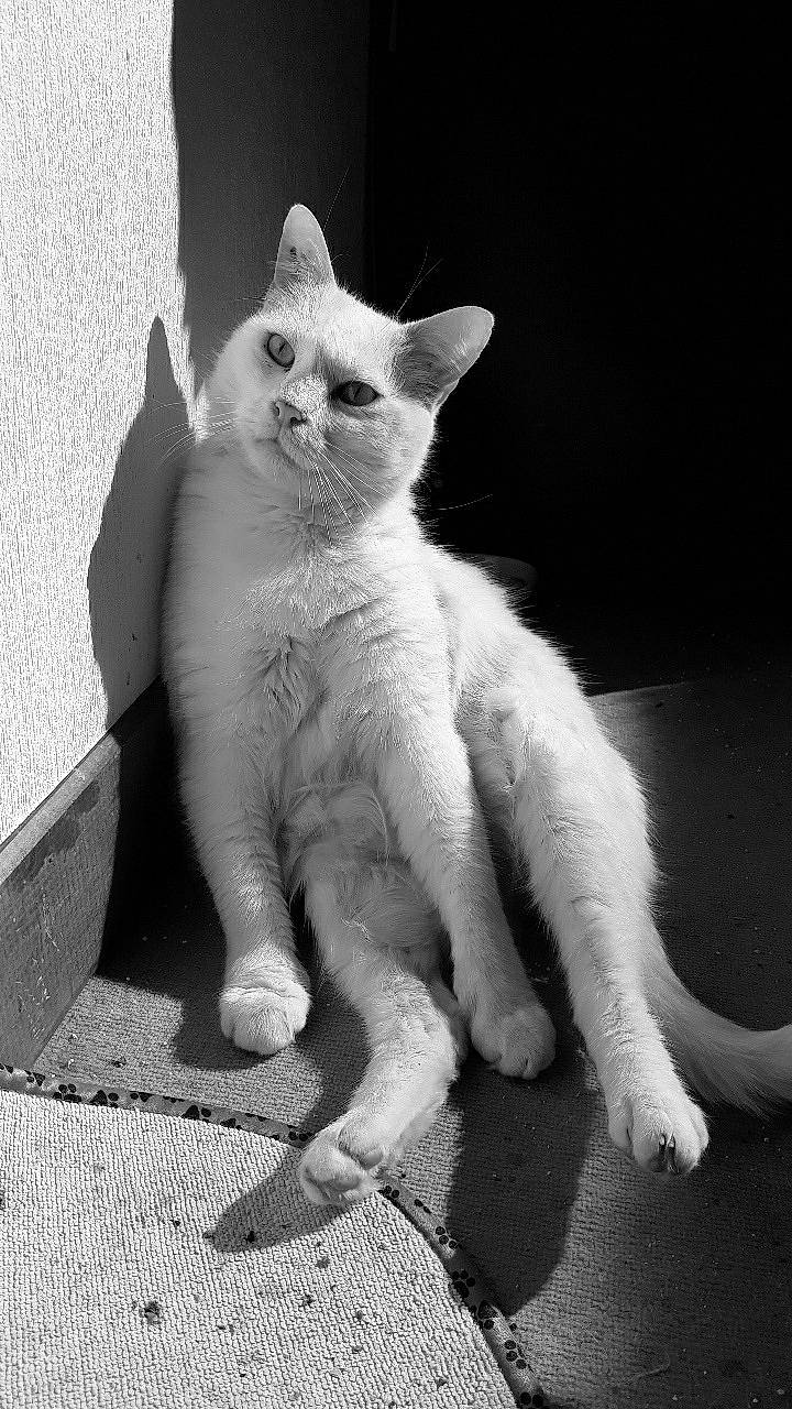 Othello participe au concours pour gagner de l'argent avec cette photo : aegean_cat, american_wirehair, asian, black_and_white, burmilla, carnivore, cat, domestic_short_haired_cat, felidae, german_rex, kitten, mammal, monochrome, ojos_azules, paw, small_to_medium_sized_cats, tail, turkish_angora, vertebrate, whiskers