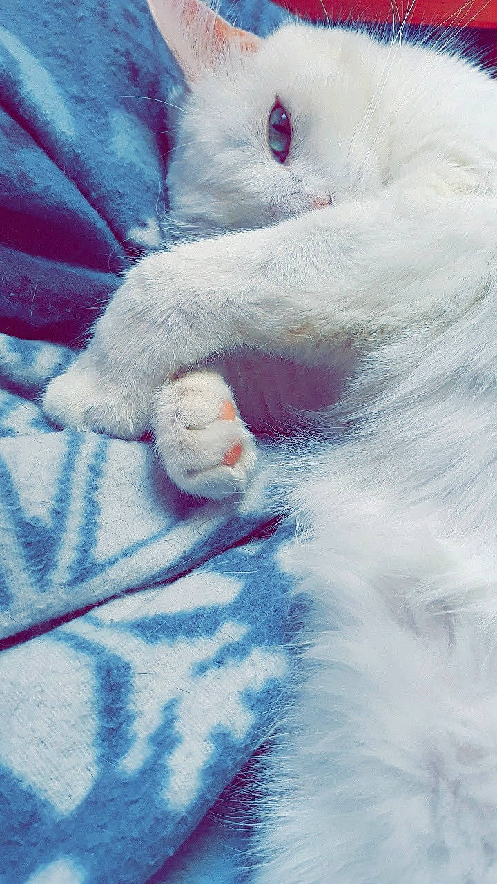 Othello participe au concours pour gagner de l'argent avec cette photo : carnivore, cat, felidae, fur, khao_manee, kitten, paw, persian, ragdoll, small_to_medium_sized_cats, tail, turkish_angora, turkish_van, whiskers, white