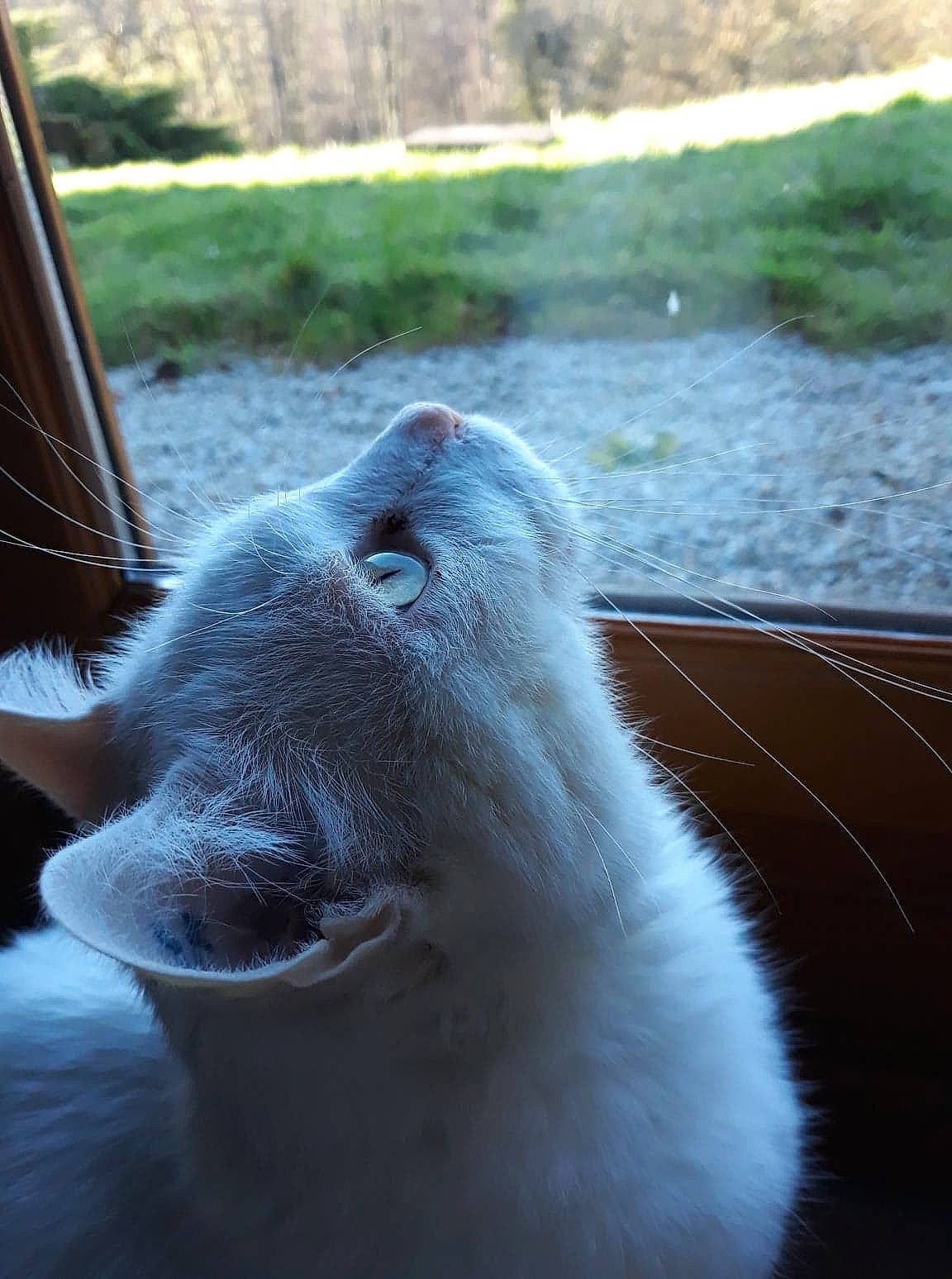 Othello a rejoint le concours — aidez-le/la à gagner de superbes lots ! carnivore, cat, felidae, small_to_medium_sized_cats, snout, whiskers