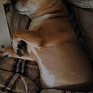 Dexter is registered to the contest to win money with this photo: dog, sleeping, blanket, bed, cozy, resting, fur, paw, indoor, pet, canine, relaxed, side_view, cute, animal, brown, white, domestic, quiet, comfort