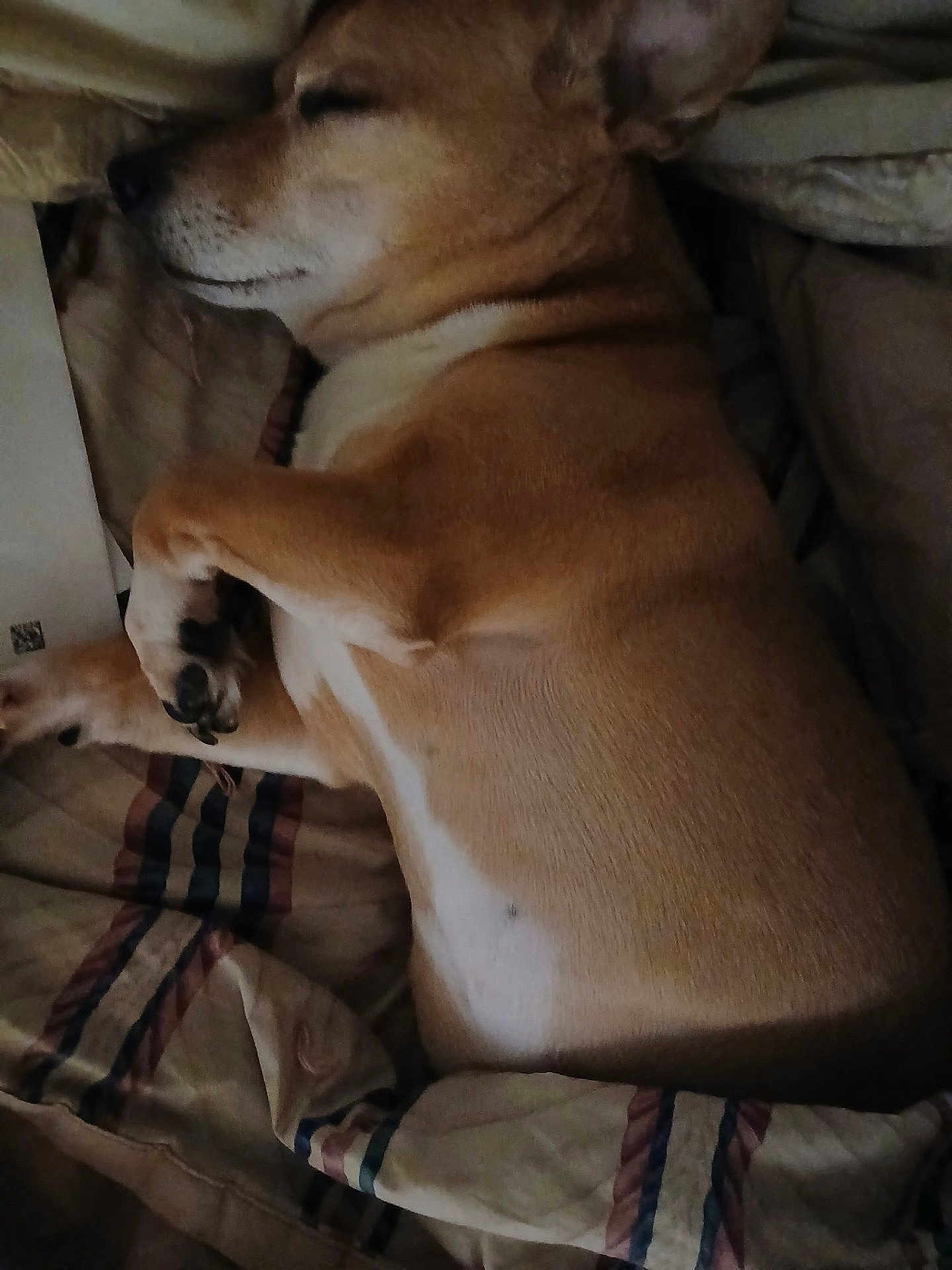 Dexter is registered to the contest to win money with this photo: dog, sleeping, blanket, bed, cozy, resting, fur, paw, indoor, pet, canine, relaxed, side_view, cute, animal, brown, white, domestic, quiet, comfort