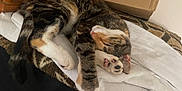 Novella is registered to the contest to win money with this photo: animal, blanket, cardboard_box, cat, cozy, cute, domestic, feline, fur, home, indoor, paw, relaxation, resting, sleeping, soft_surface, striped, tabby, towel, wooden_furniture