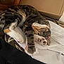 animal, blanket, cardboard_box, cat, cozy, cute, domestic, feline, fur, home, indoor, paw, relaxation, resting, sleeping, soft_surface, striped, tabby, towel, wooden_furniture