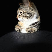 Novella is registered to the contest to win money with this photo: animal, black_background, cat, closeup, cute, domestic_cat, ears, feline, fur, indoor, mammal, paws, pet, portrait, relaxed, resting, spotlight, striped, tabby, whiskers