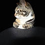 animal, black_background, cat, closeup, cute, domestic_cat, ears, feline, fur, indoor, mammal, paws, pet, portrait, relaxed, resting, spotlight, striped, tabby, whiskers
