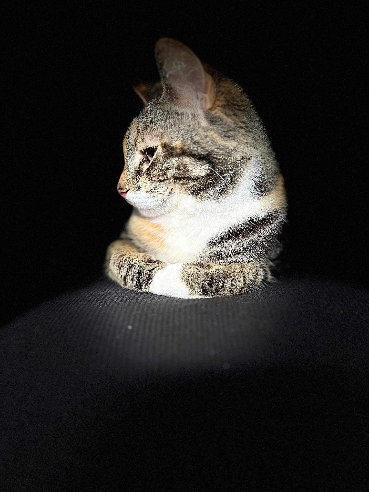 Novella