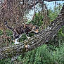 Novella is registered to the contest to win money with this photo: animal, bark, branch, cat, climbing, daylight, feline, forest, fur, greenery, leaf, mammal, moss, nature, outdoor, plant, tree, walking, wilderness, wildlife