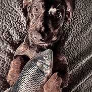 Kilo a rejoint le concours — aidez-le/la à gagner de superbes lots ! puppy, dog, toy, fish_toy, blanket, pet, cute, lying_down, brown_fur, ears, paws, texture, indoor, animal, playful, looking_up, closeup, soft_light, adorable, young_dog