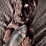 puppy, dog, toy, fish_toy, blanket, pet, cute, lying_down, brown_fur, ears, paws, texture, indoor, animal, playful, looking_up, closeup, soft_light, adorable, young_dog
