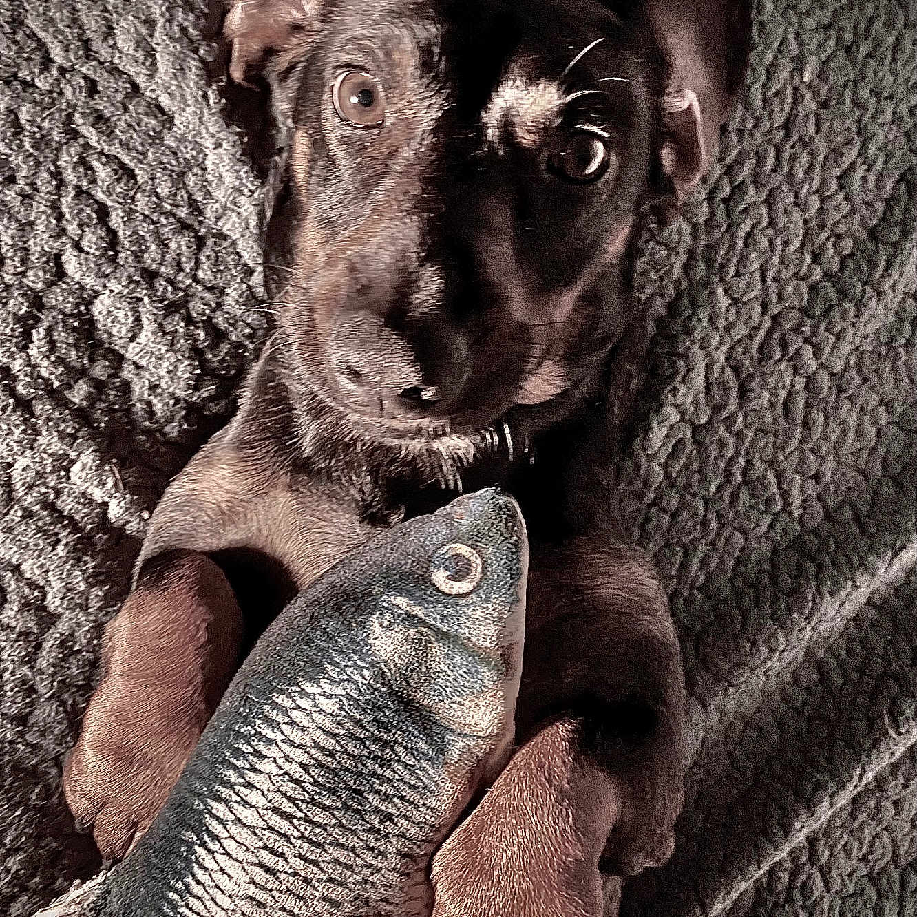 Kilo a rejoint le concours — aidez-le/la à gagner de superbes lots ! puppy, dog, toy, fish_toy, blanket, pet, cute, lying_down, brown_fur, ears, paws, texture, indoor, animal, playful, looking_up, closeup, soft_light, adorable, young_dog