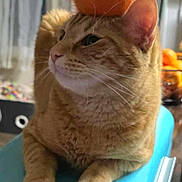 Nemo is registered to the contest to win money with this photo: animal, balanced_object, bowl, cat, domestic_cat, ears, feline, fruit, household, indoor, loaf_position, orange, orange_color, orange_fruit, paws, pet, relaxed, tabby_cat, table, whiskers