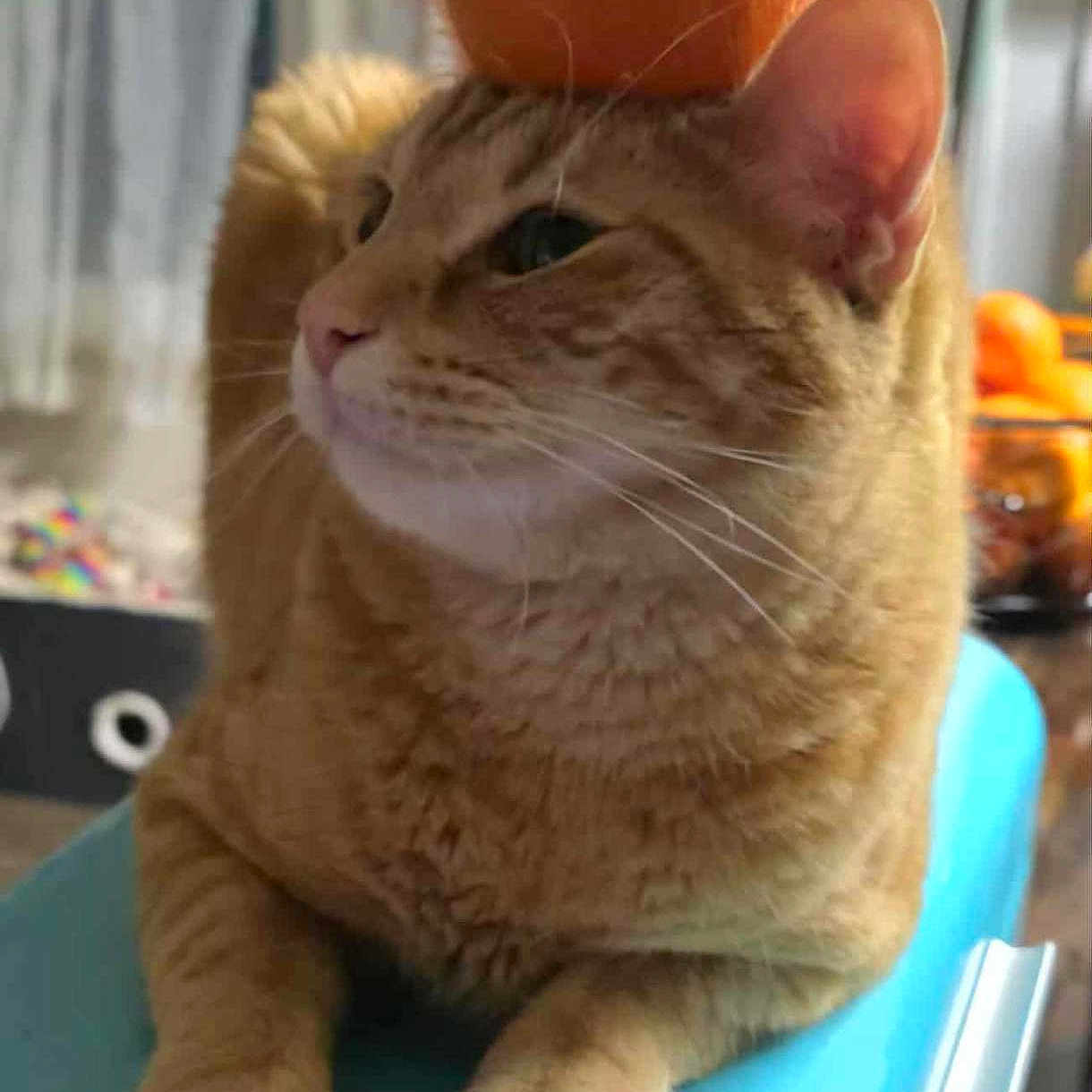 Nemo