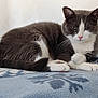 cat, gray_cat, white_cat, pet, feline, animal, domestic_cat, resting, lying_down, blanket, blue_blanket, indoor, cozy, fur, whiskers, paw, tail, ears, pink_nose, quiet