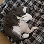 animal, blanket, cat, cozy, curled_up, cute, domestic_cat, feline, fur, gray_cat, indoor, paw, pet, plaid_blanket, relaxed, resting, sleeping, snuggled, soft, white_paws
