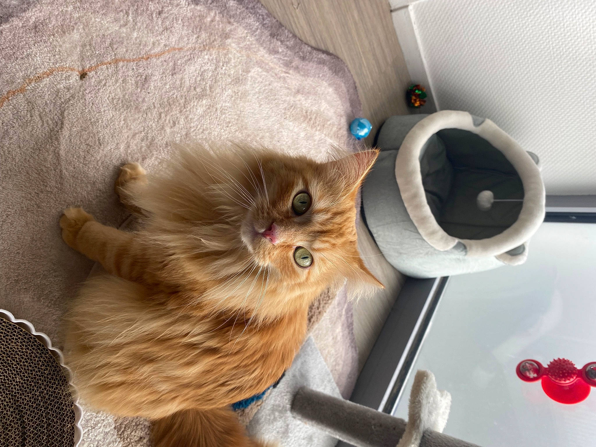 Moon a rejoint le concours — aidez-le/la à gagner de superbes lots ! canidae, carnivore, cat, claw, companion_dog, domestic_short_haired_cat, fawn, felidae, fur, kitchen_utensil, paw, plate, serveware, small_to_medium_sized_cats, snout, tableware, tail, textile, whiskers, wood