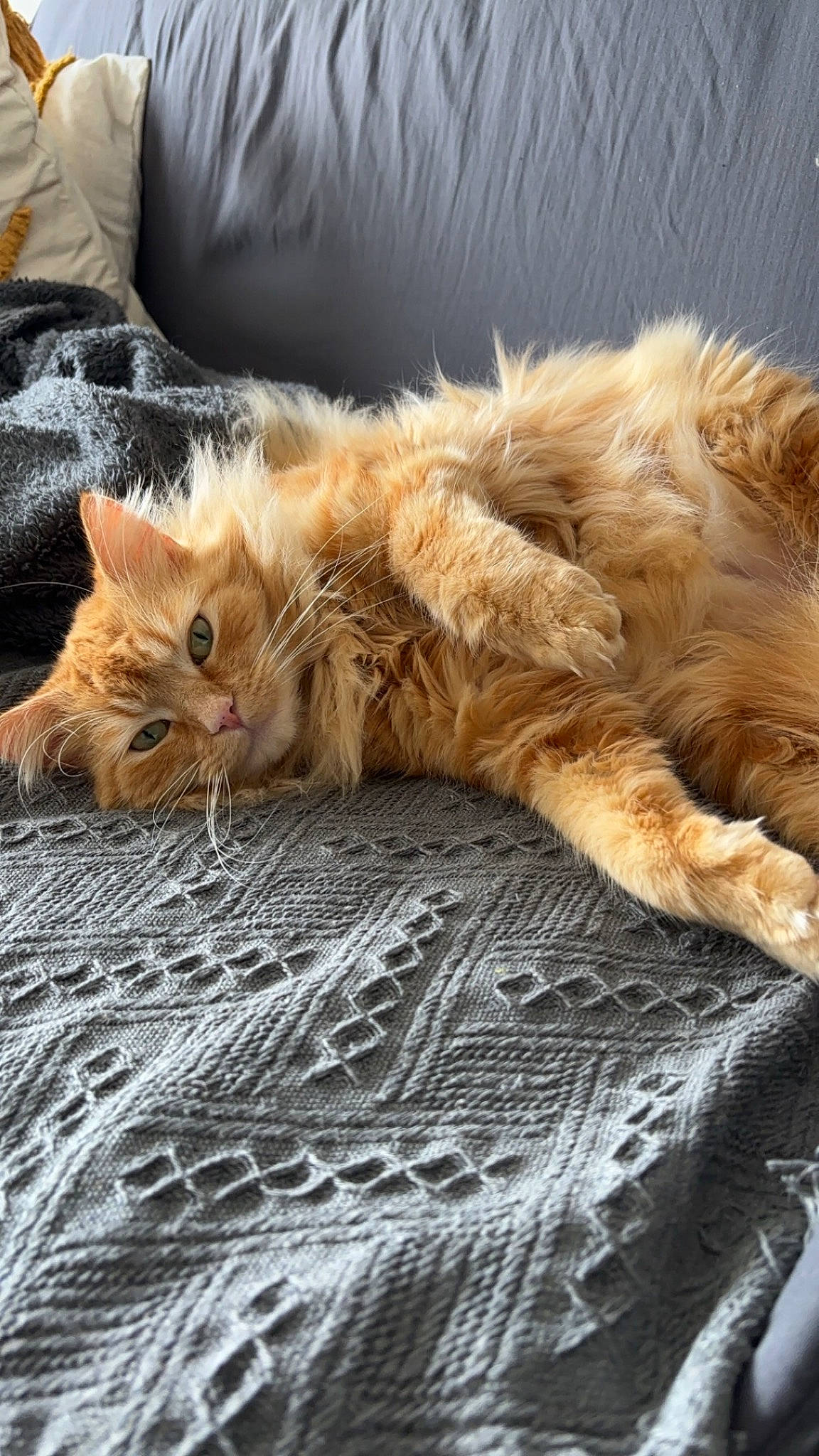 Moon a rejoint le concours — aidez-le/la à gagner de superbes lots ! bed, bed_sheet, bedding, carnivore, cat, claw, comfort, domestic_short_haired_cat, fawn, felidae, flooring, fur, linens, nap, paw, room, small_to_medium_sized_cats, tail, whiskers, wood