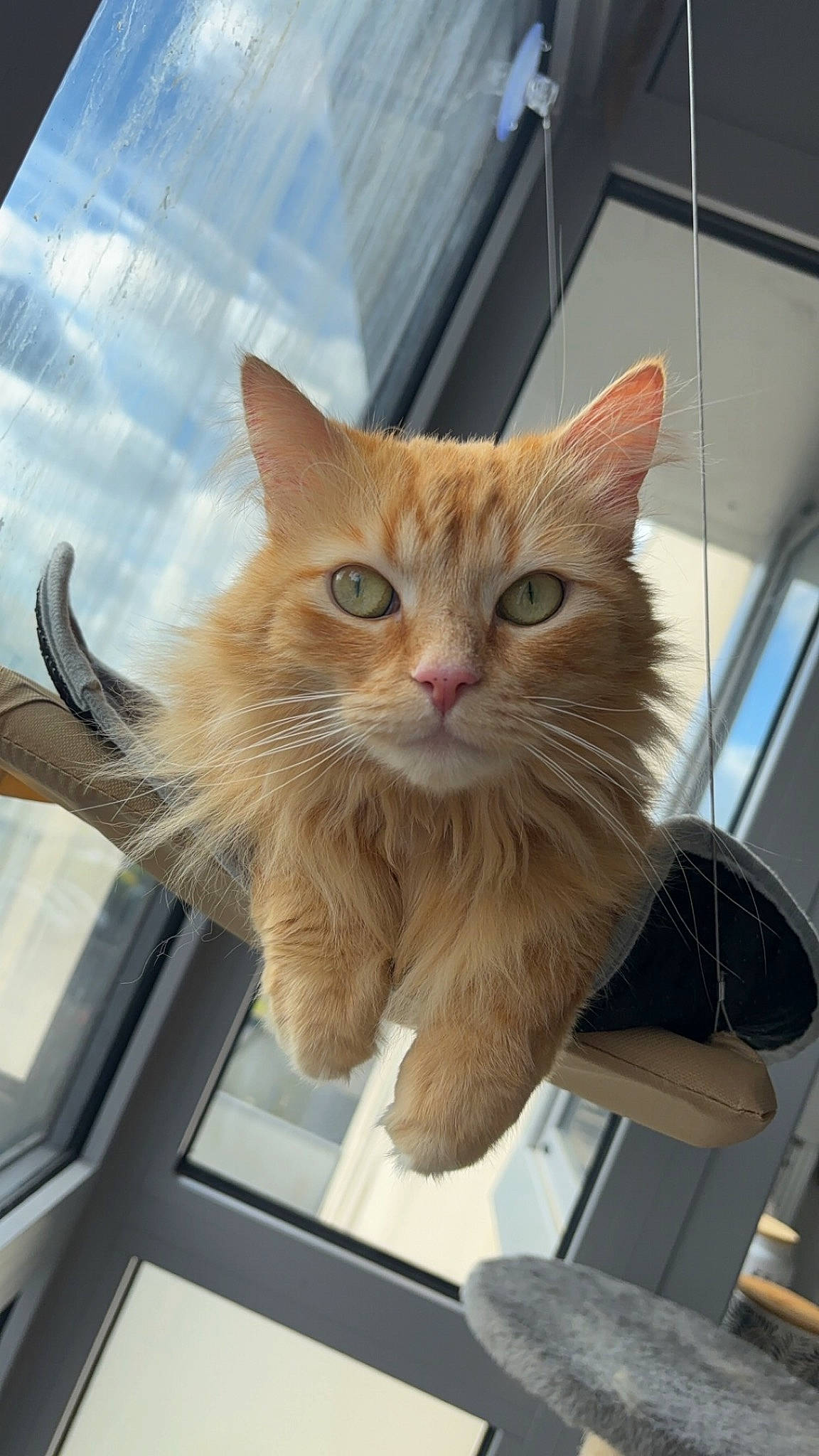 Moon a rejoint le concours — aidez-le/la à gagner de superbes lots ! box, cardboard, carnivore, cat, claw, domestic_short_haired_cat, fawn, felidae, fur, paw, small_to_medium_sized_cats, snout, tail, whiskers, window, wood